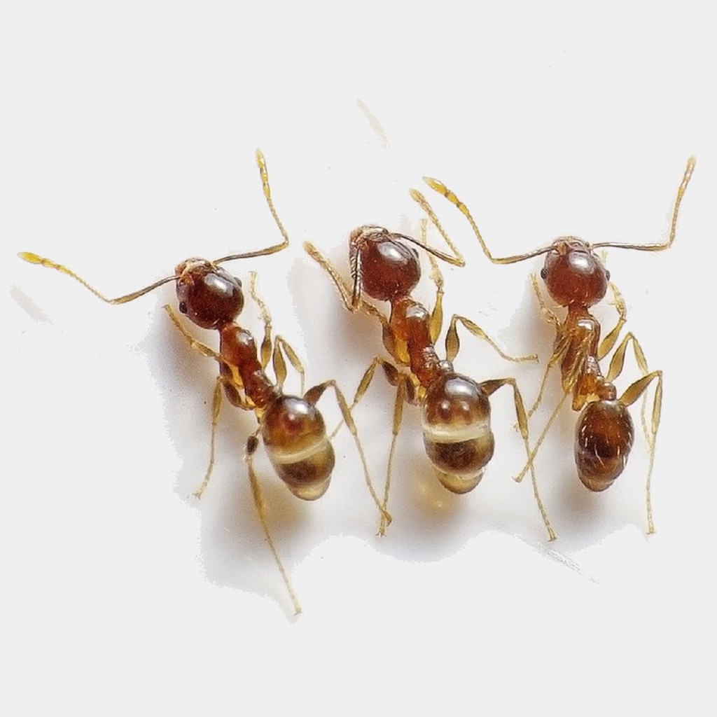 Fórmula para fazer repelente de formigas